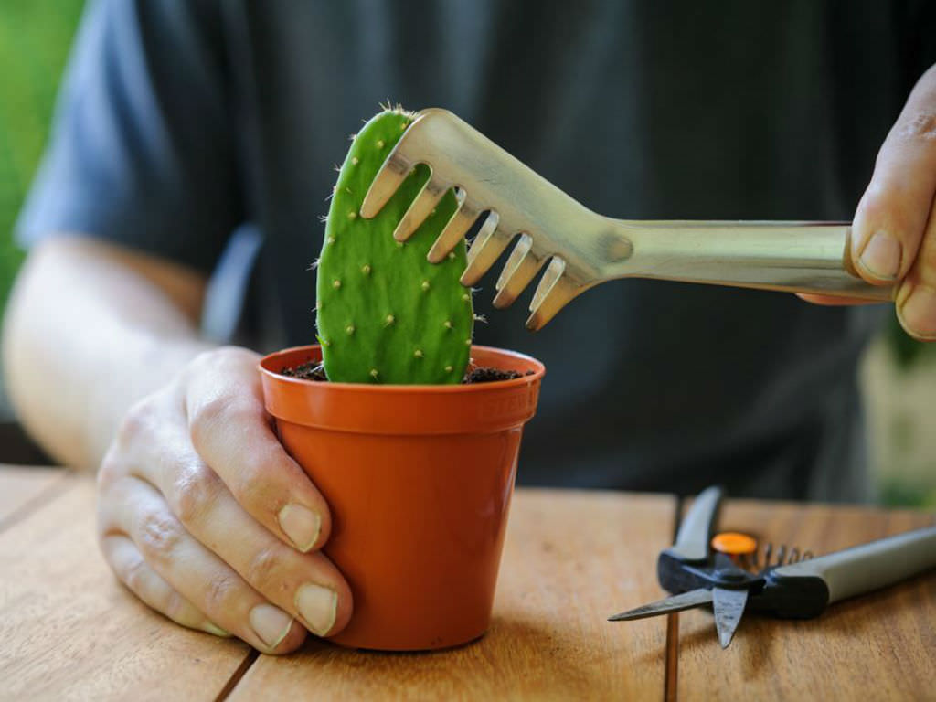 Cactus Removal